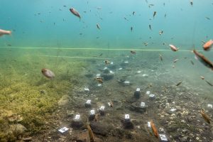 Unterwasserarchäologie: Prähistorische Siedlung bei Lin, Ohridsee, Albanien